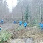Требуются бригады вальщиков леса