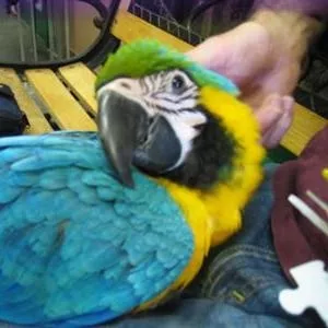 Tдома,  поднятые и зарегистрирован синих и золотых попугаи ара для прод