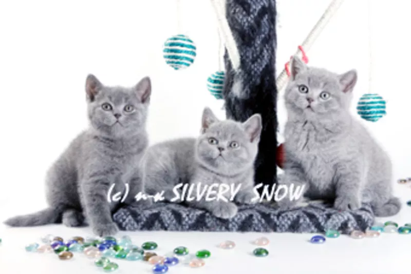 Чистопородные голубые британские котята 
