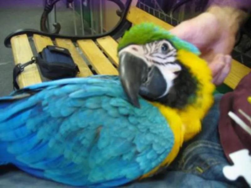 Tдома,  поднятые и зарегистрирован синих и золотых попугаи ара для прод