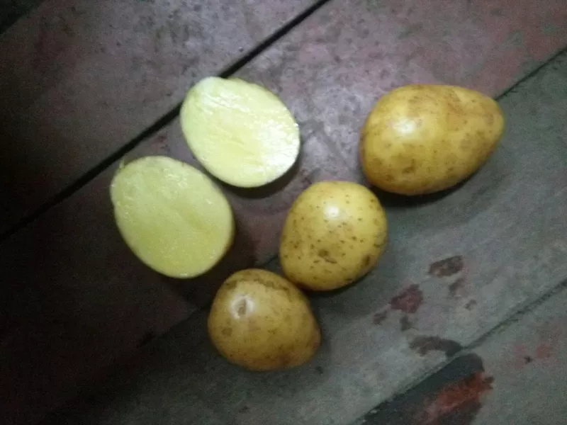 Продовольственный и семенной картофель оптом. 2