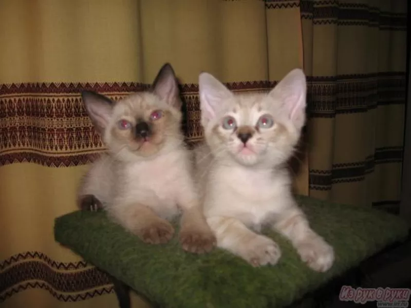 Продаются Тайские (Старосиамкие) котята